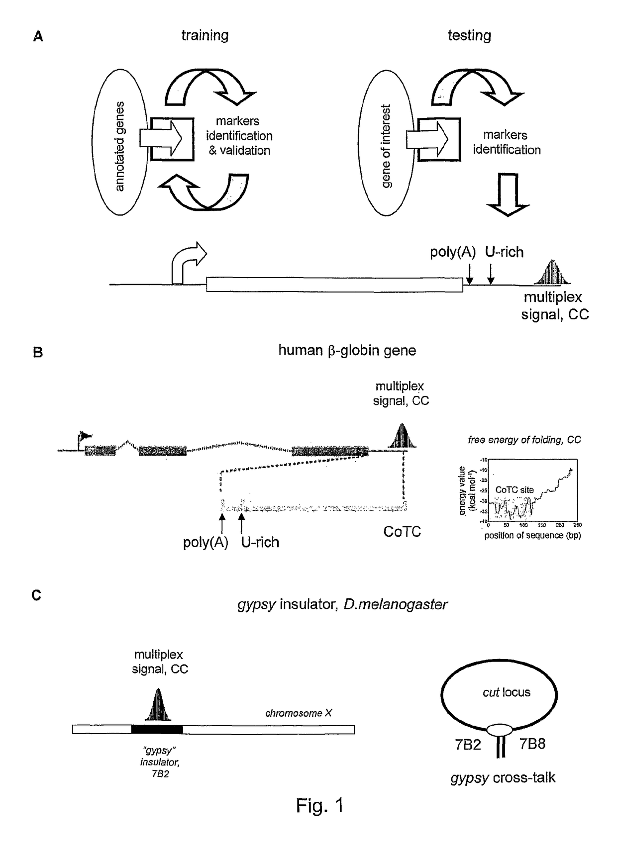 DNA conformation (loop structures) in normal and abnormal gene expression