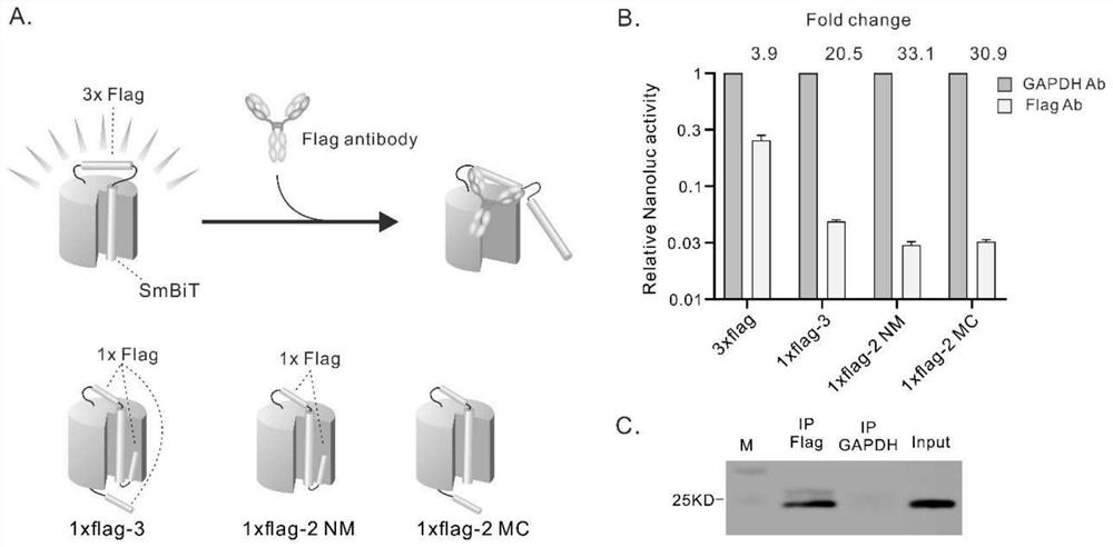 Multifunctional protein molecule switch used for antibody detection