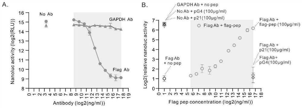 Multifunctional protein molecule switch used for antibody detection