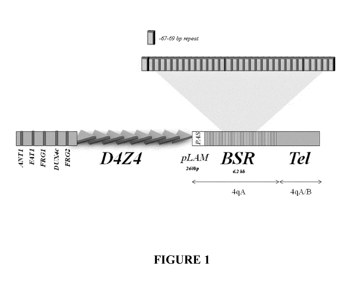 Therapeutic methods, products and compositions inhibiting znf555