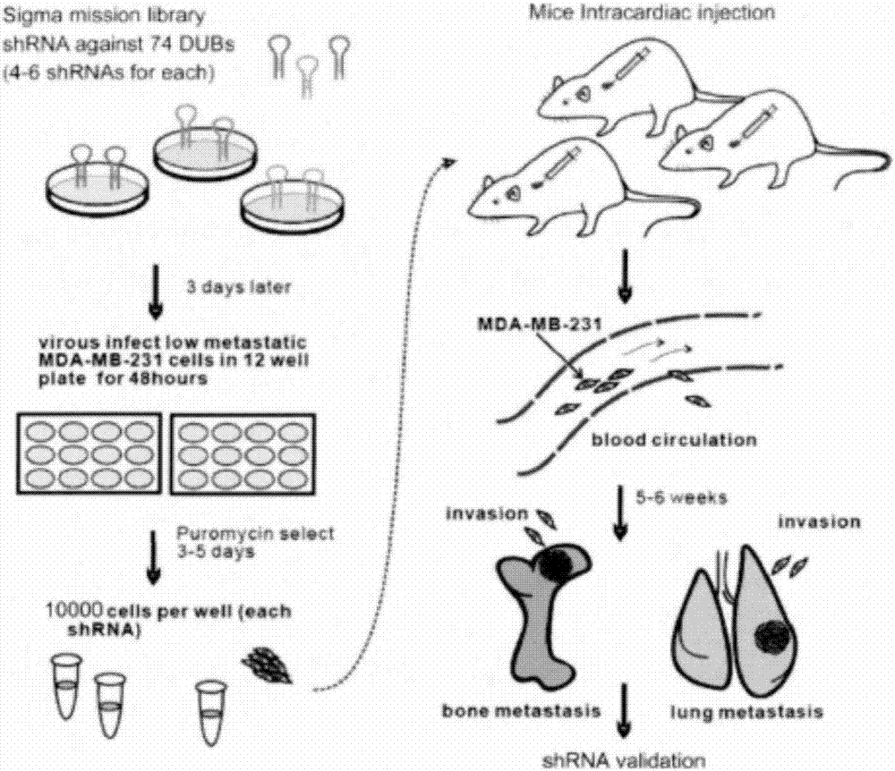 Preparation of monoclonal antibody of OTUD5 and application of OTUD5 in cancer therapy