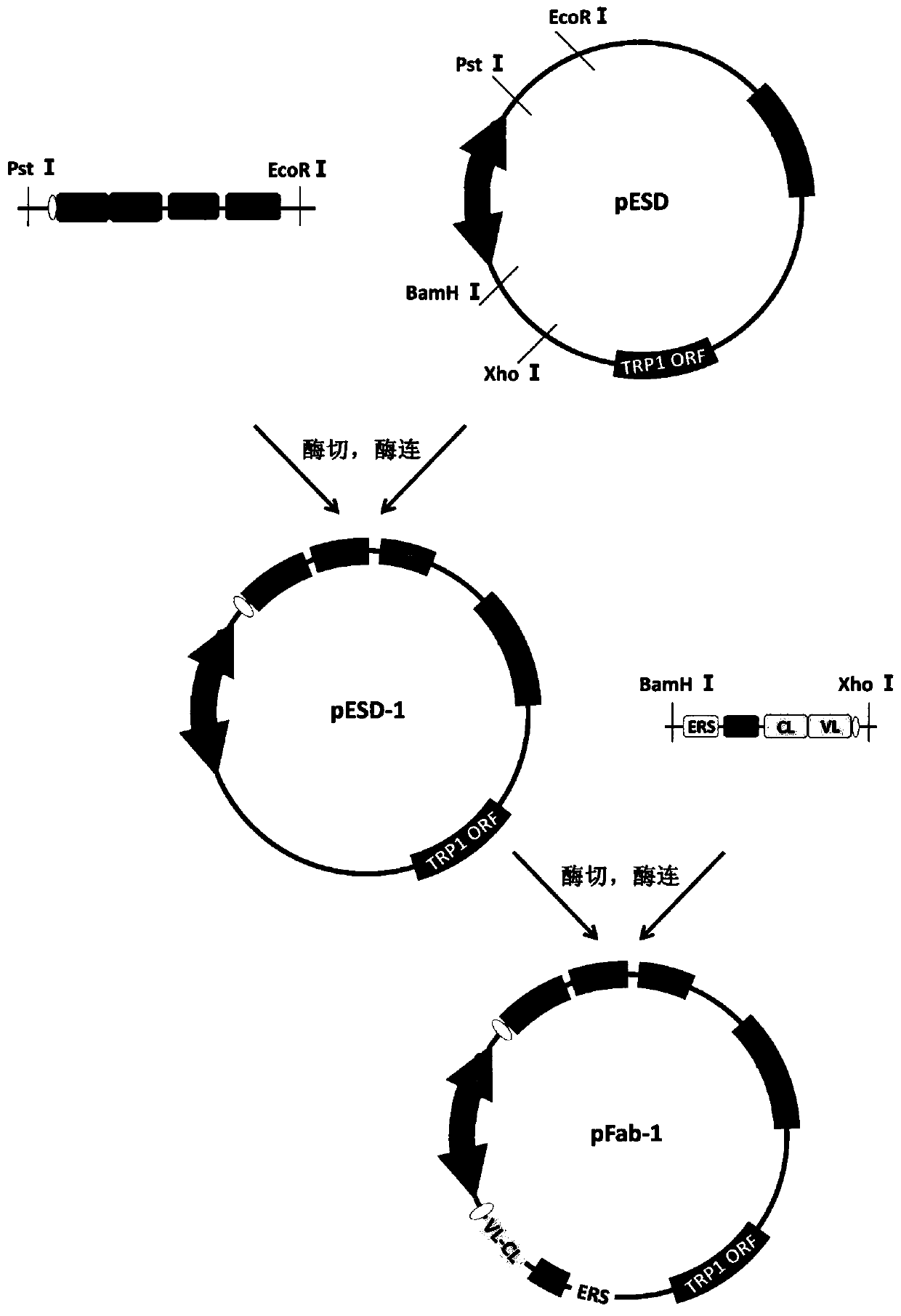 Recombinant vector for enhancing ability of displaying Fab fragment antigen binding on yeast cell surface by using endoplasmic reticulum retrieval signal sequence