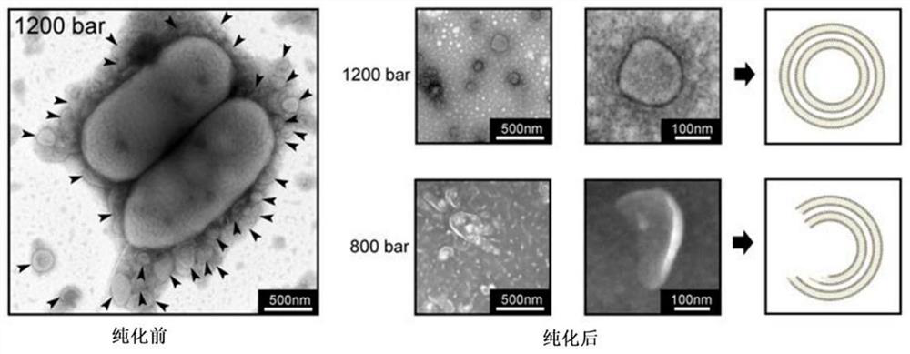 A kind of preparation method and application of universal bacterial vaccine