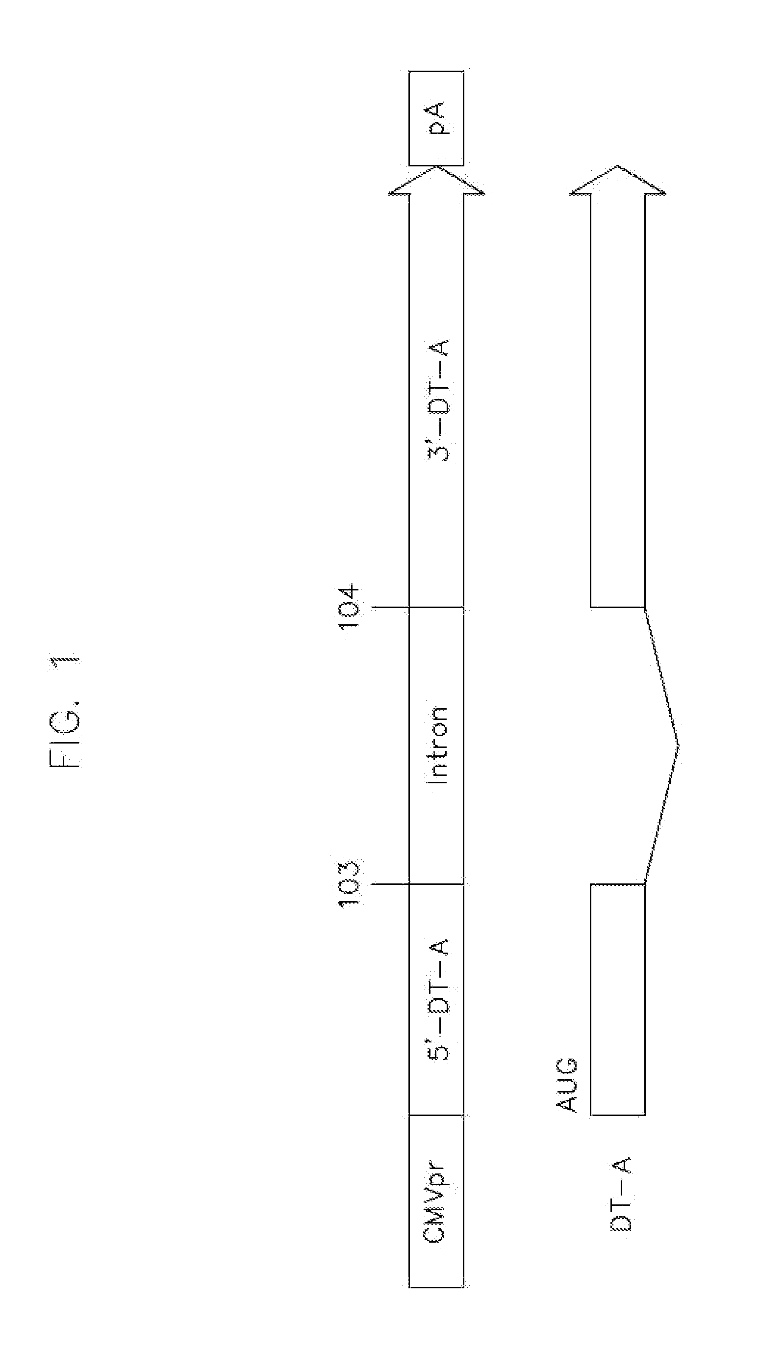 Vectors harboring toxic genes, methods and uses therefor