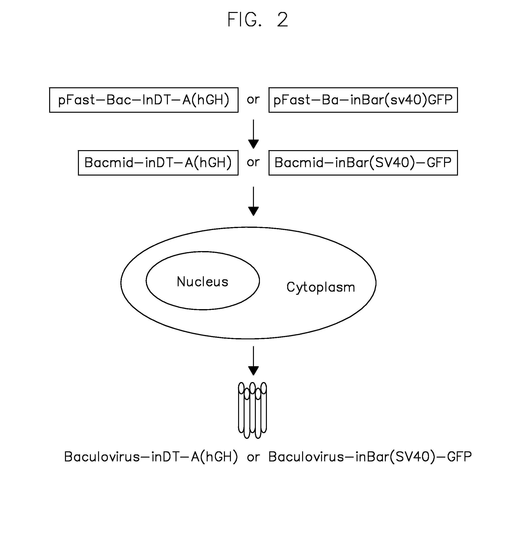 Vectors harboring toxic genes, methods and uses therefor