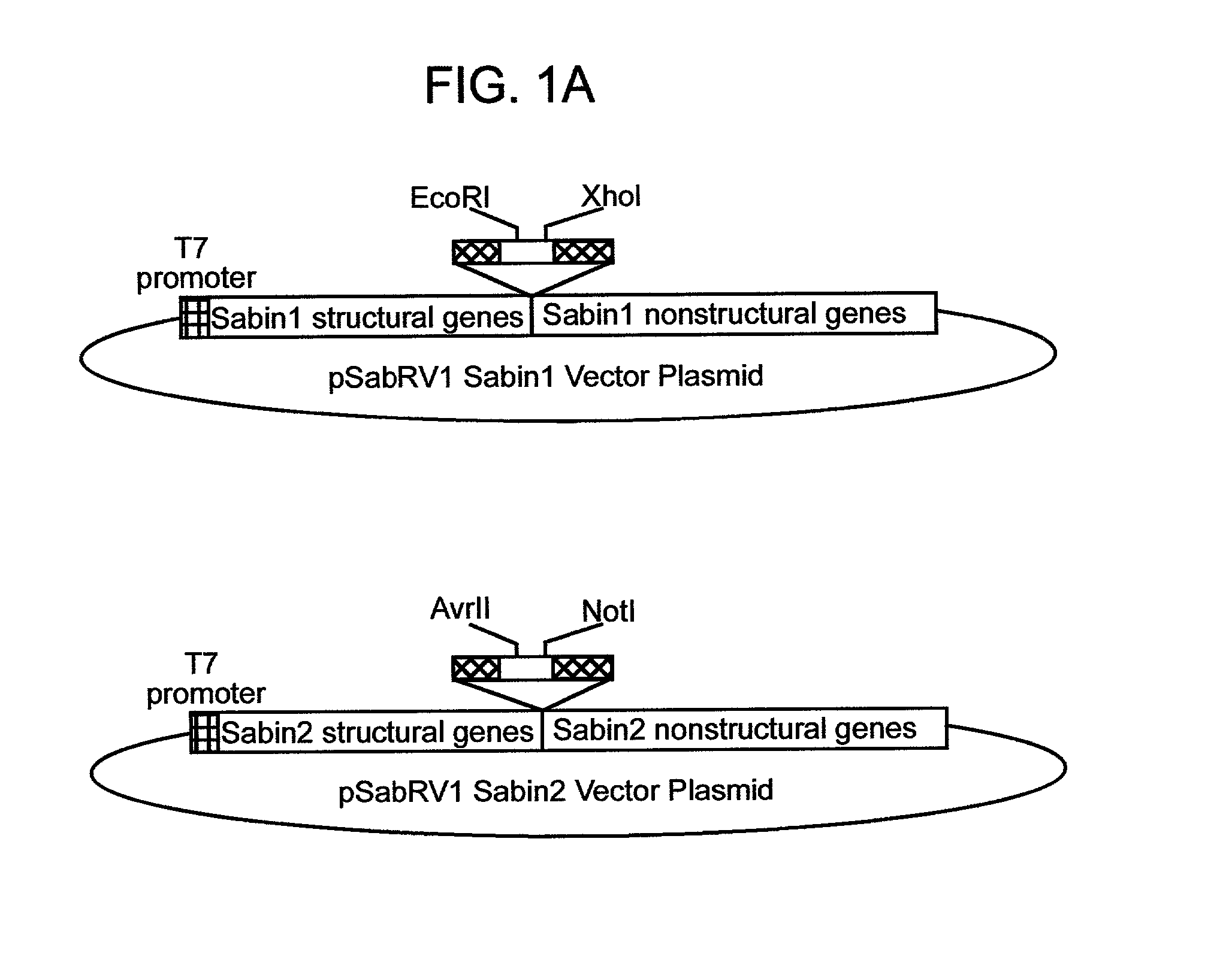 Replication-competent recombinant virus and methods of use thereof