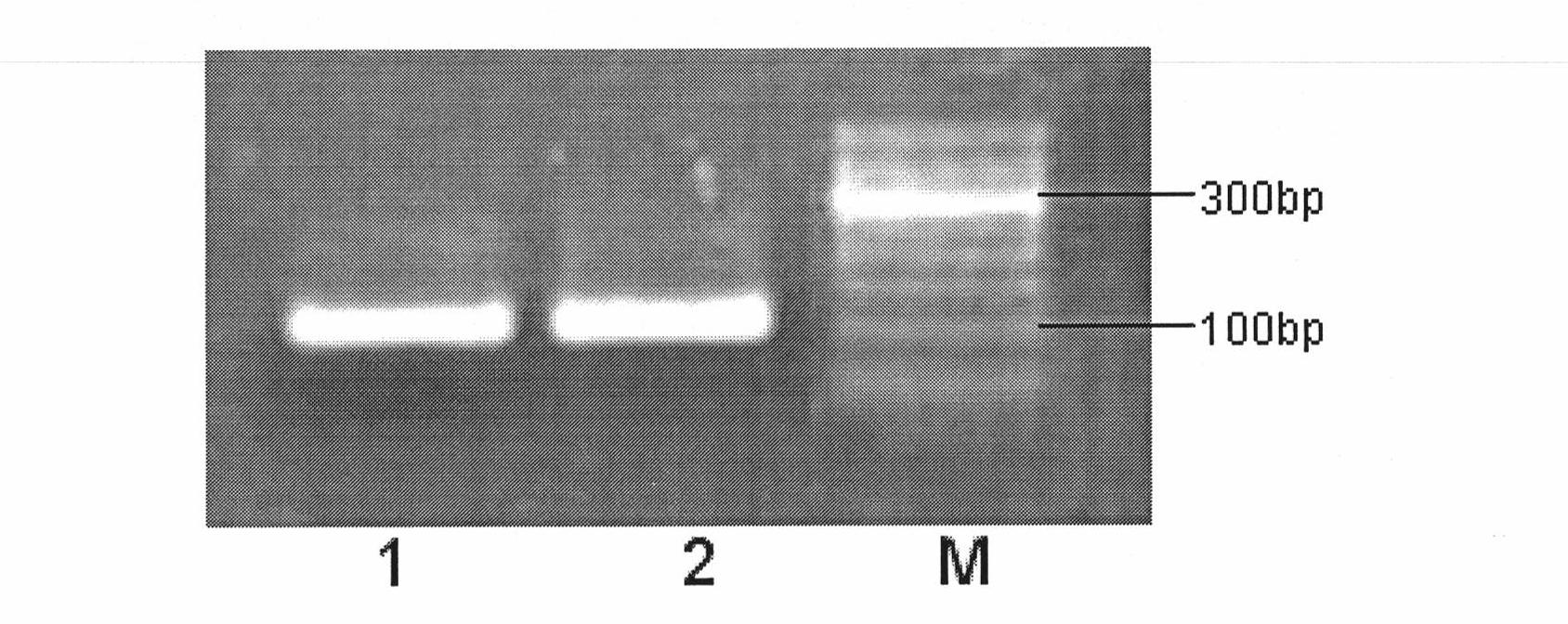 Melittin gene fission yeast engineering bacteria and construction method and application thereof