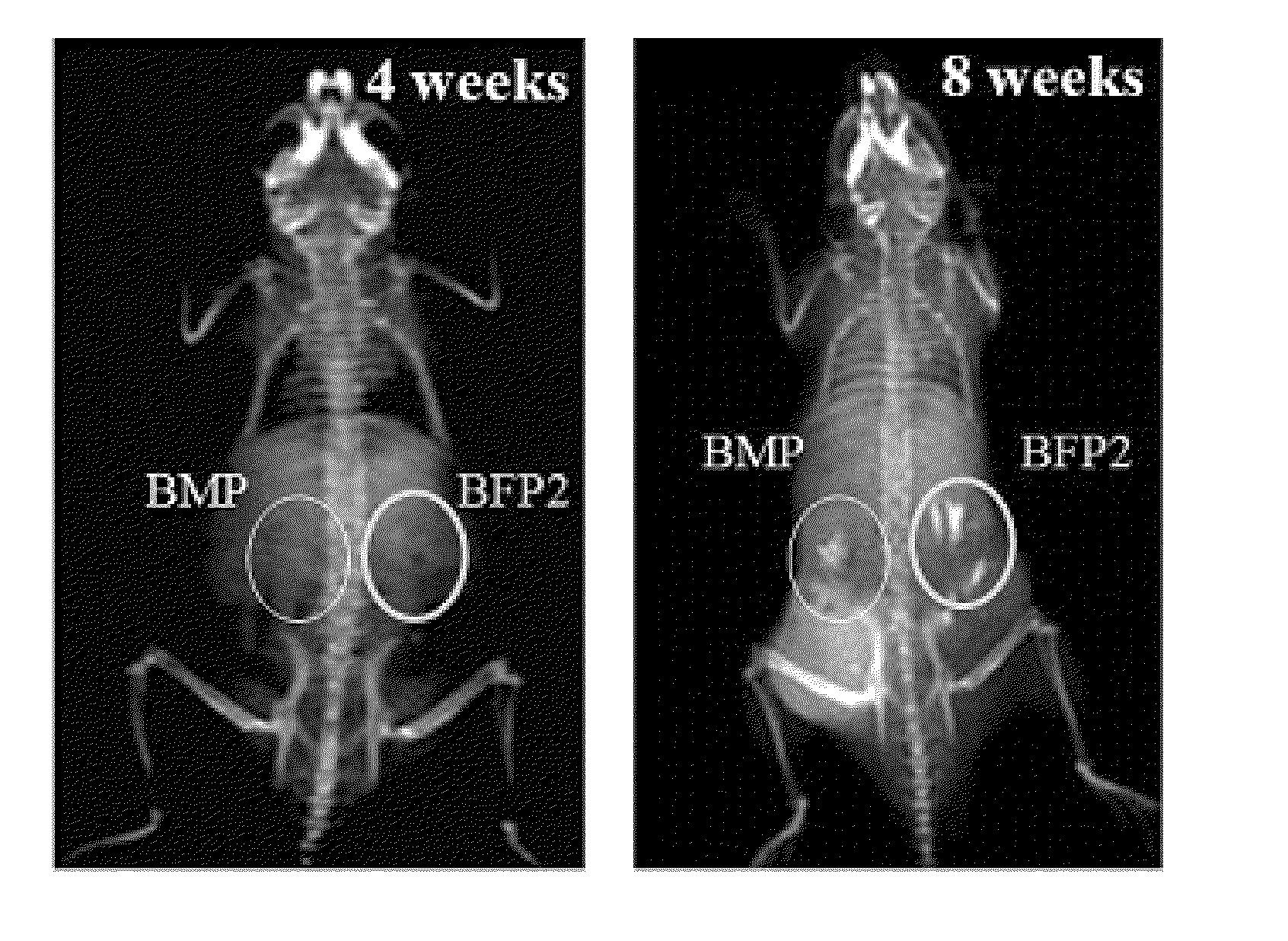 Osteogenic synthetic peptides, pharmaceutical compositions comprising the same, and medium containing the same