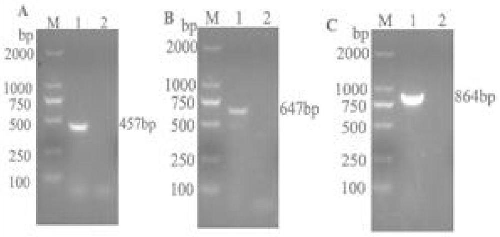 Swine atrophic rhinitis inactivated vaccine and preparation method thereof