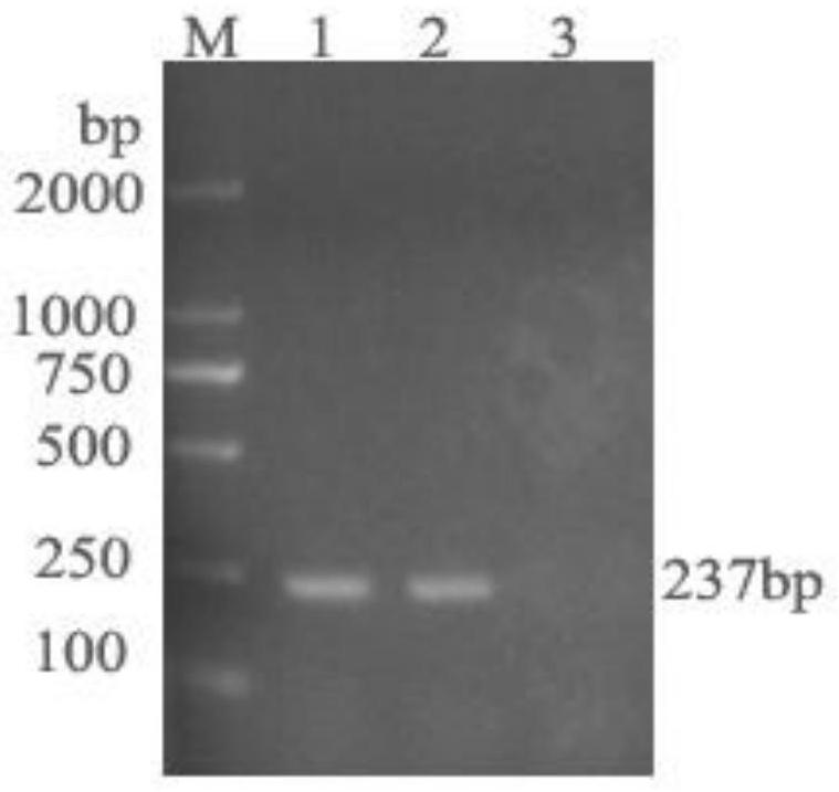 Swine atrophic rhinitis inactivated vaccine and preparation method thereof