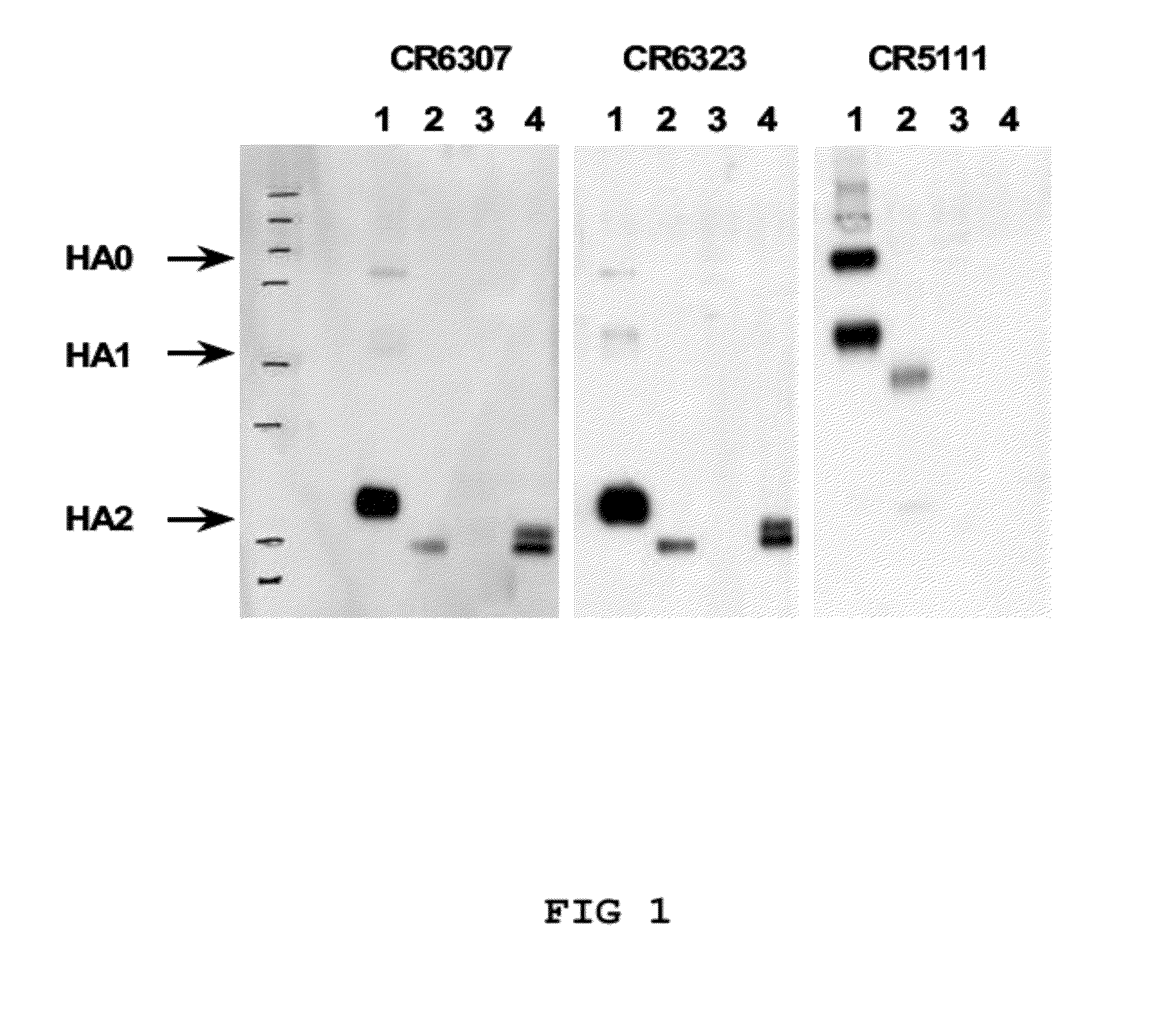Human binding molecules capable of neutralizing influenza virus h5n1 and uses thereof