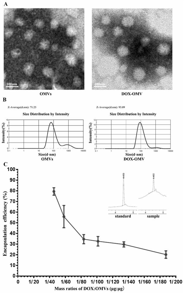Adriamycin nanoparticles entrapped by bacterial outer membrane vesicles and application of adriamycin nanoparticles
