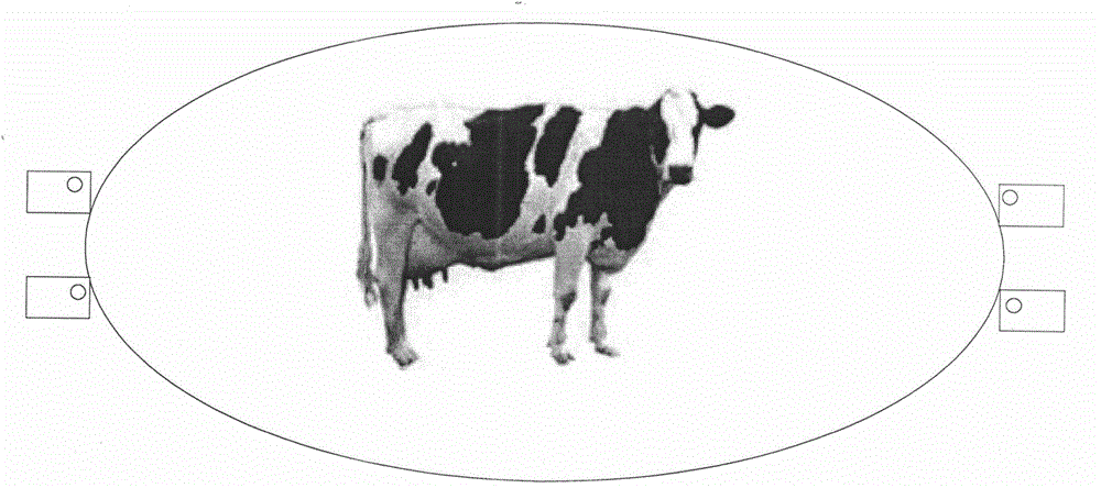 Method for measuring volume of dairy cow mammary tissue