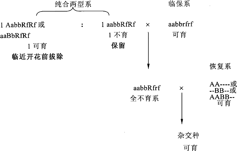 Construction of Brassica napus recessive nuclear sterile near-isogenic line and single cross hybrid production technology