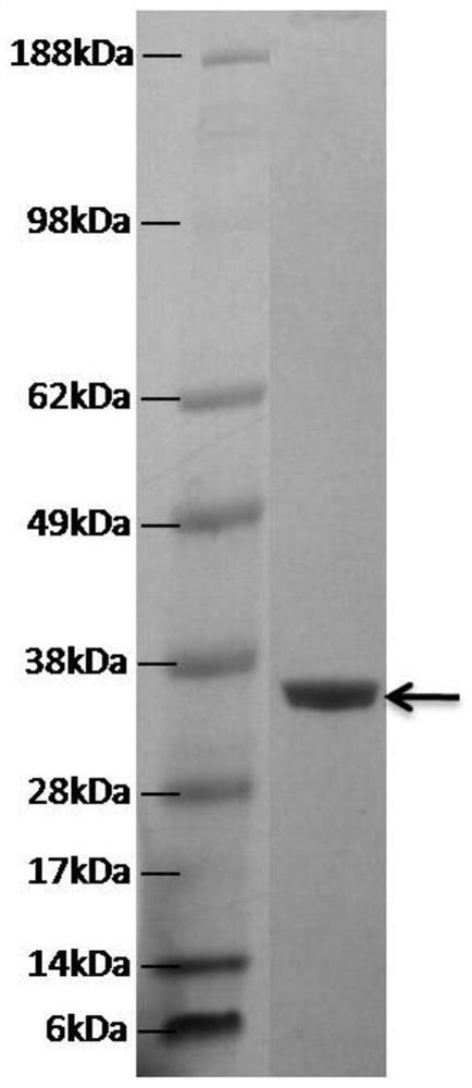 A method for purifying fusion protein of tumor blood vessel blocking agent