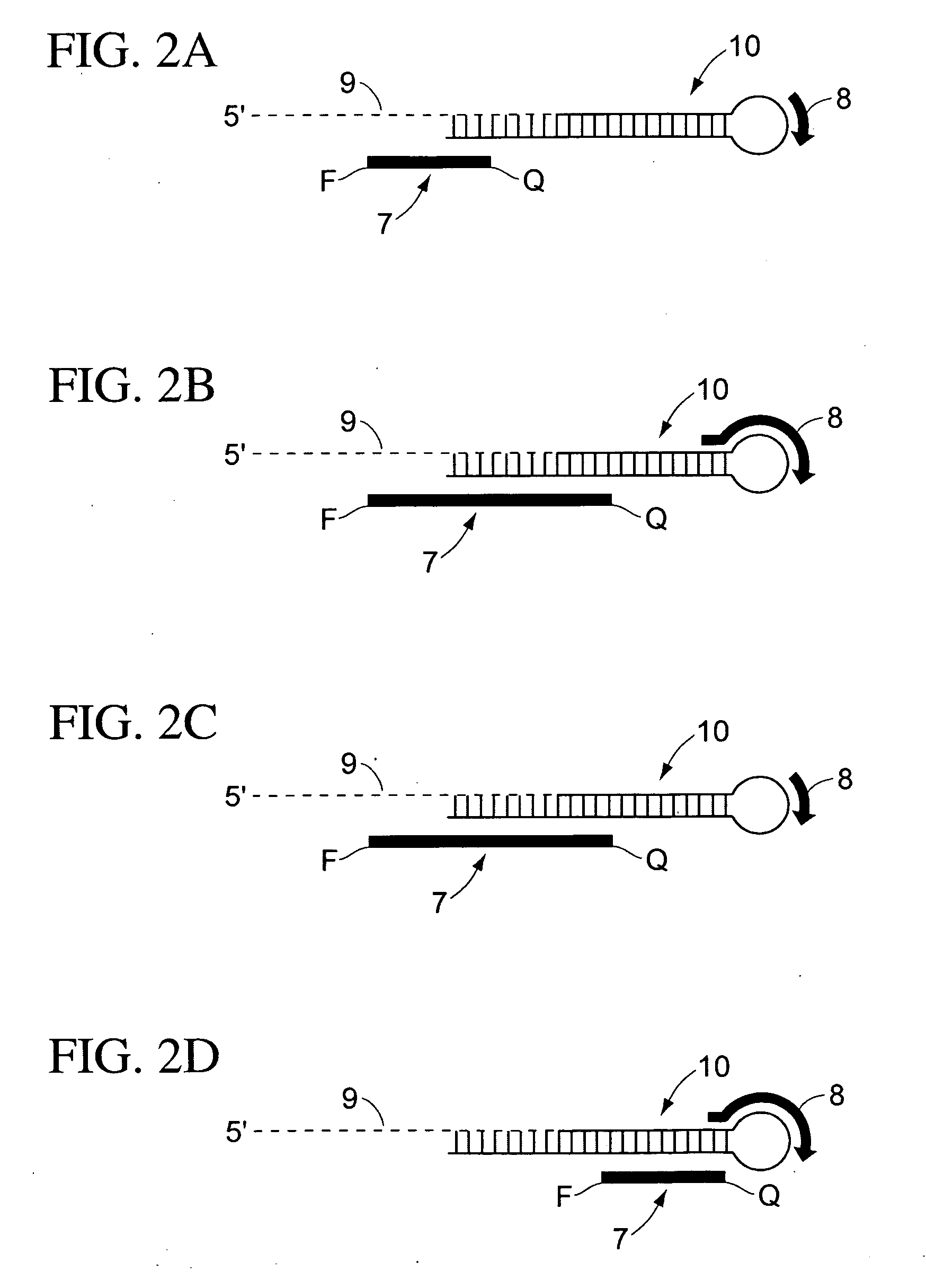 Methods for characterizing cells using amplified micro rnas