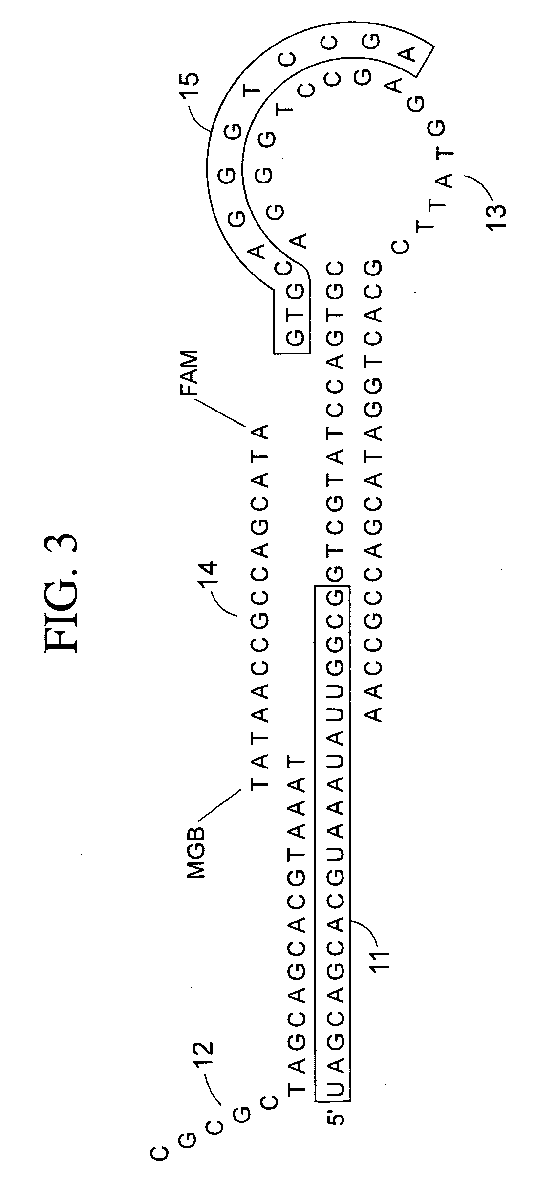 Methods for characterizing cells using amplified micro rnas