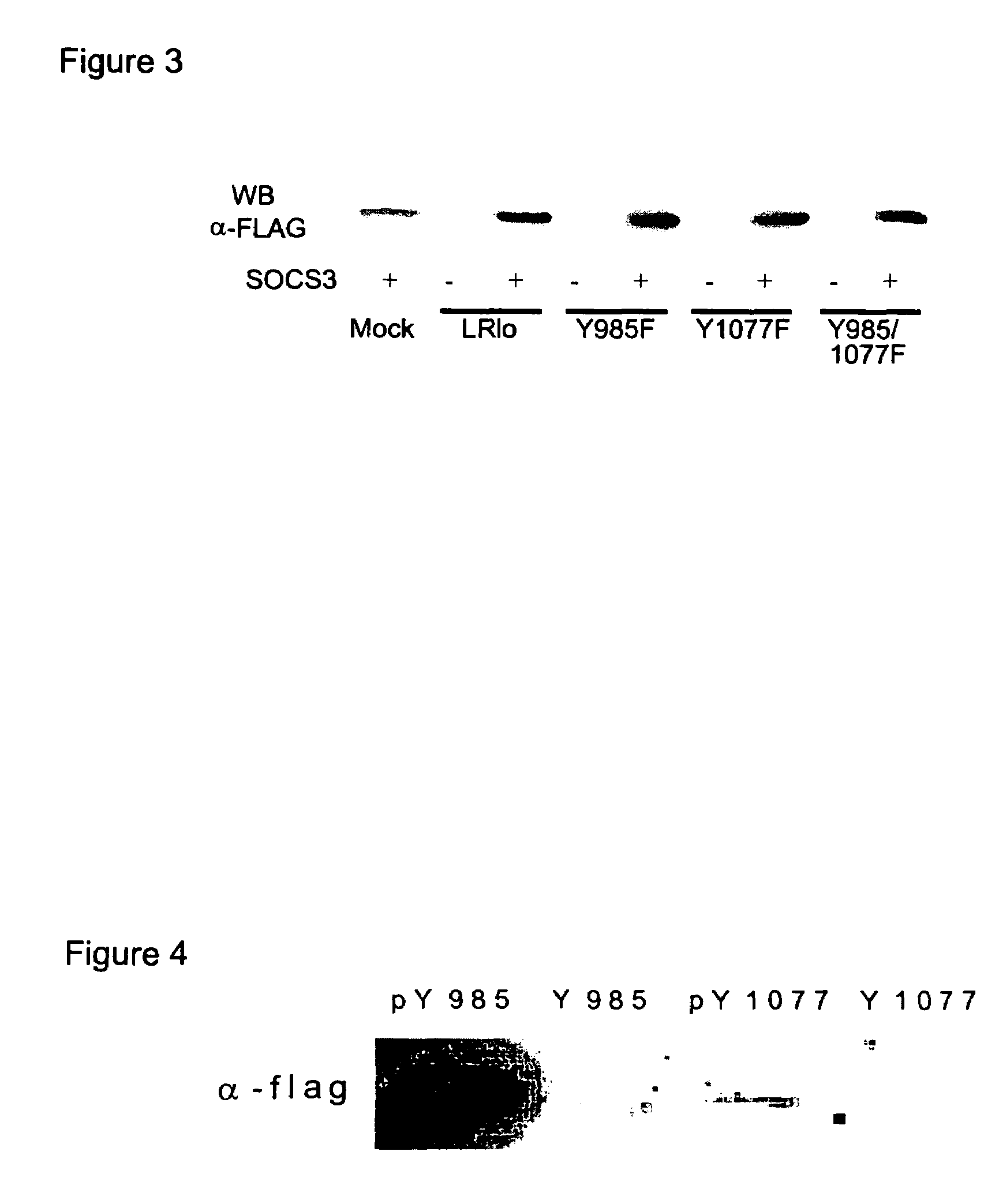 Functional fragment of the leptin receptor