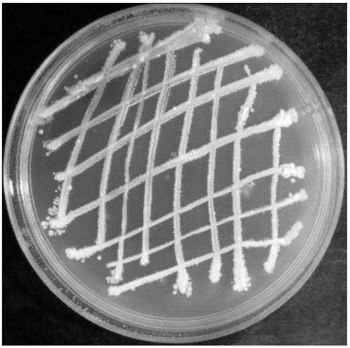 Streptomyces alboniger capable of preventing diseases and promoting growth and preparation and application of metabolites of streptomyces alboniger