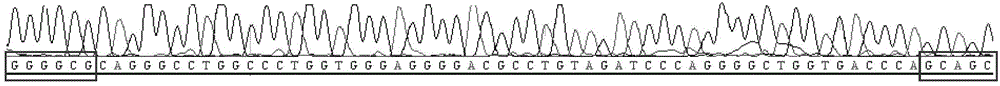 Mass acquisition method of different loci and flanking sequence thereof in genome DNAs (deoxyribonucleic acids)