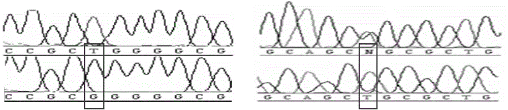 Mass acquisition method of different loci and flanking sequence thereof in genome DNAs (deoxyribonucleic acids)