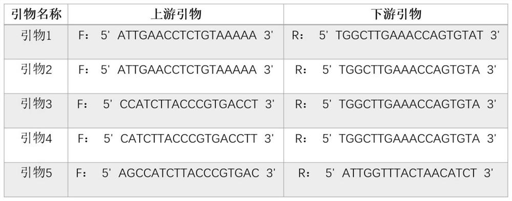 Duck mitochondrion COI gene amplification primer and application thereof