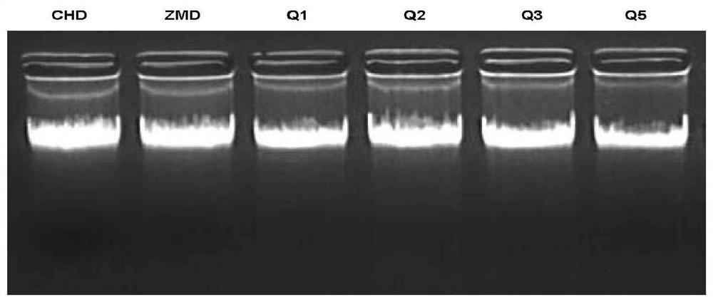Duck mitochondrion COI gene amplification primer and application thereof