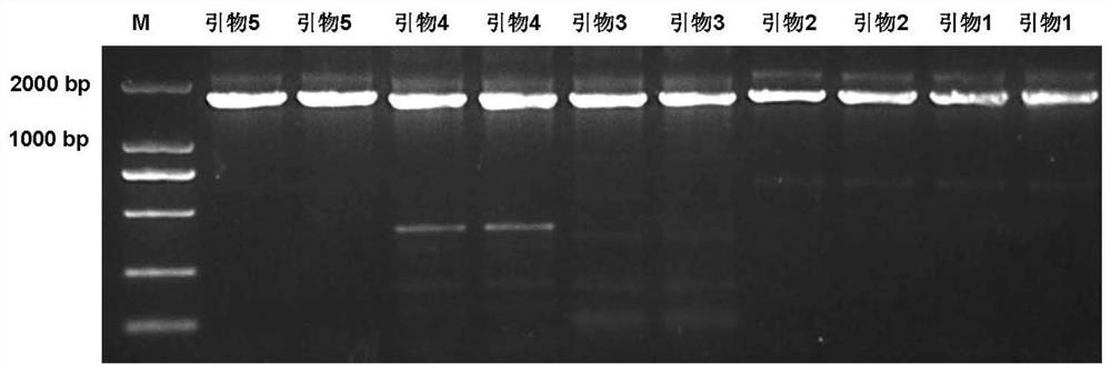 Duck mitochondrion COI gene amplification primer and application thereof