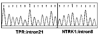 Probe library for detecting fusion gene of neurotrophin receptor kinase (NTRK) gene family, reagent, kit and application