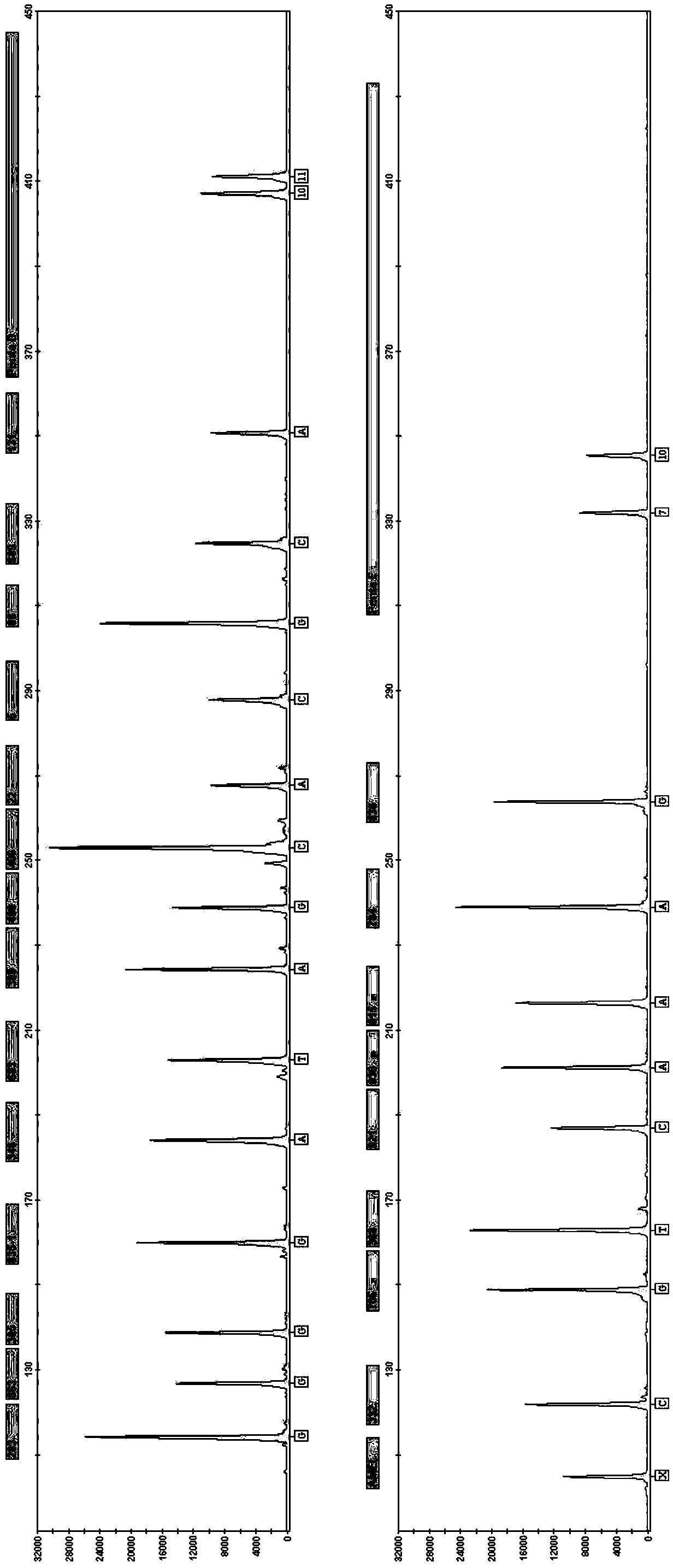 Detection system of SMA (spinal muscular atrophy) related gene and detection kit