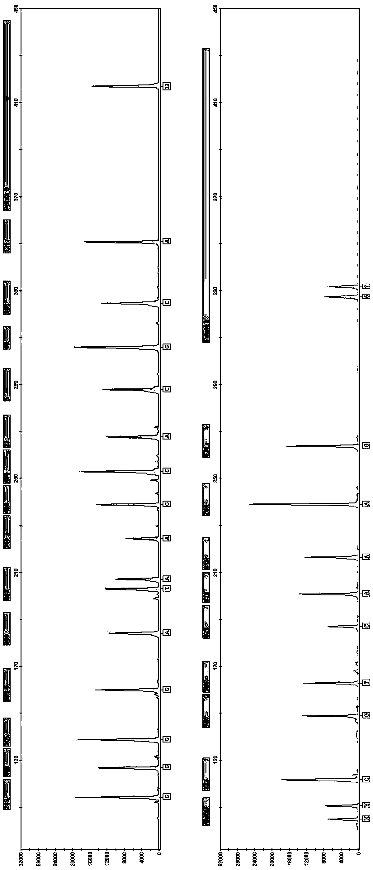 Detection system of SMA (spinal muscular atrophy) related gene and detection kit