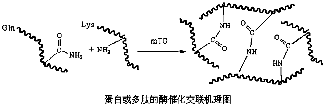 Biomacromolecule interpenetrating polymer network hydrogel and preparation method thereof