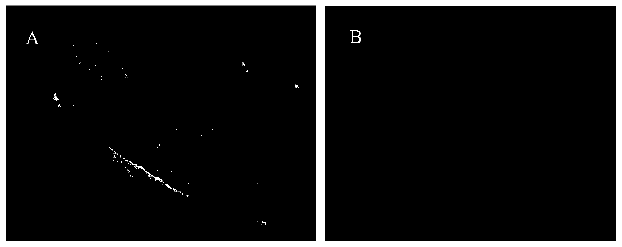 Method for preparing carbon-loaded heteropoly acid material from wood fiber biomass