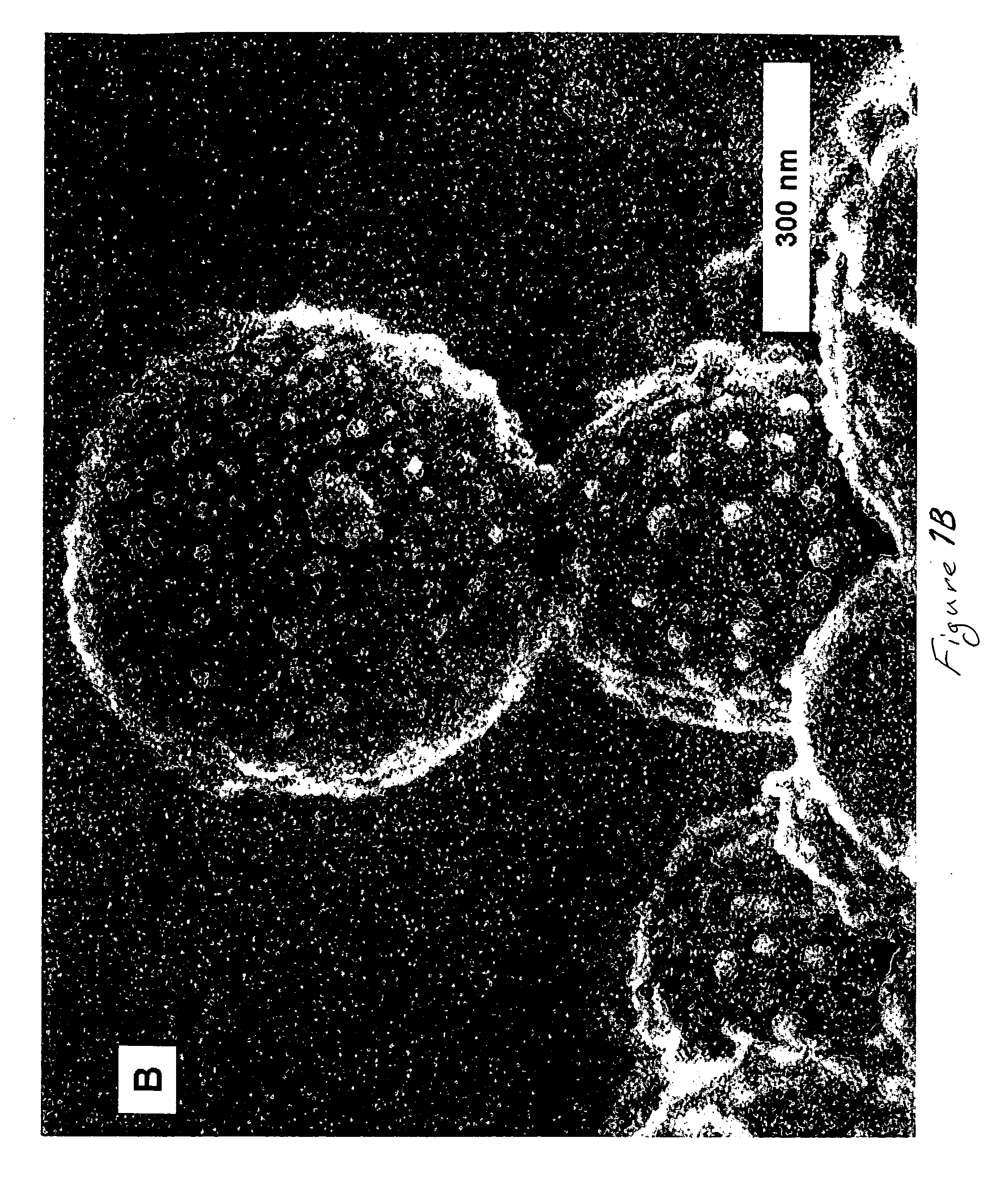Method of depositing films on aluminum alloys and films made by the method