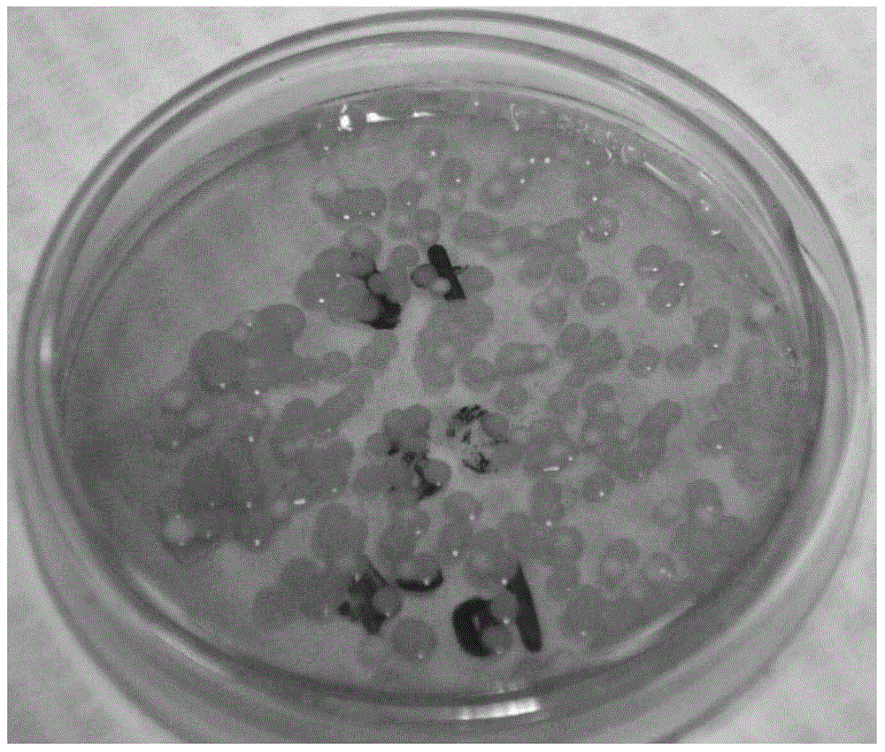 Brevibacterium frigoritolerans YLX-3 and application thereof