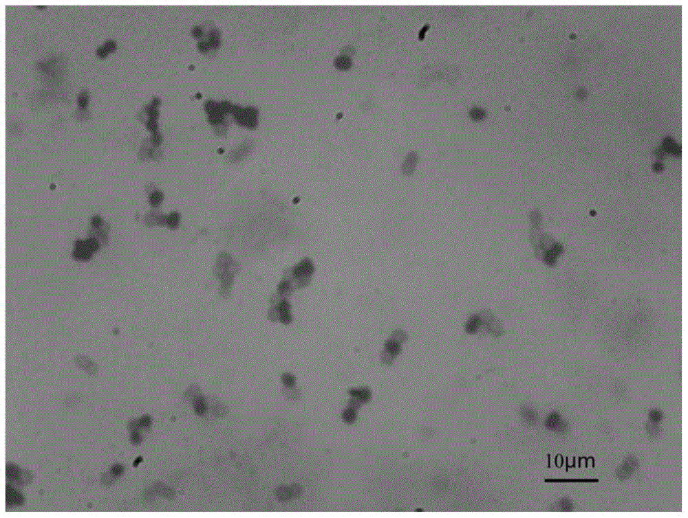 Brevibacterium frigoritolerans YLX-3 and application thereof