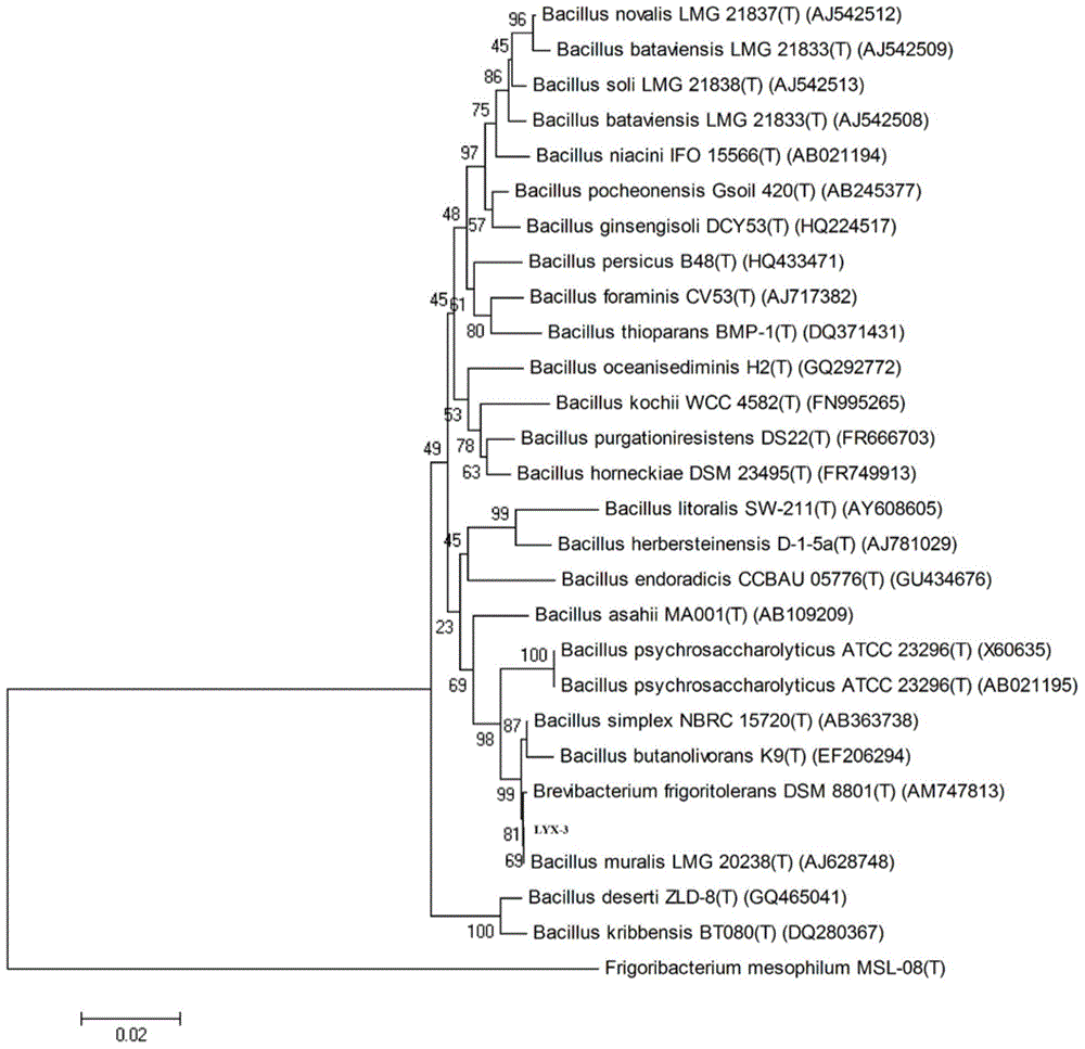 Brevibacterium frigoritolerans YLX-3 and application thereof