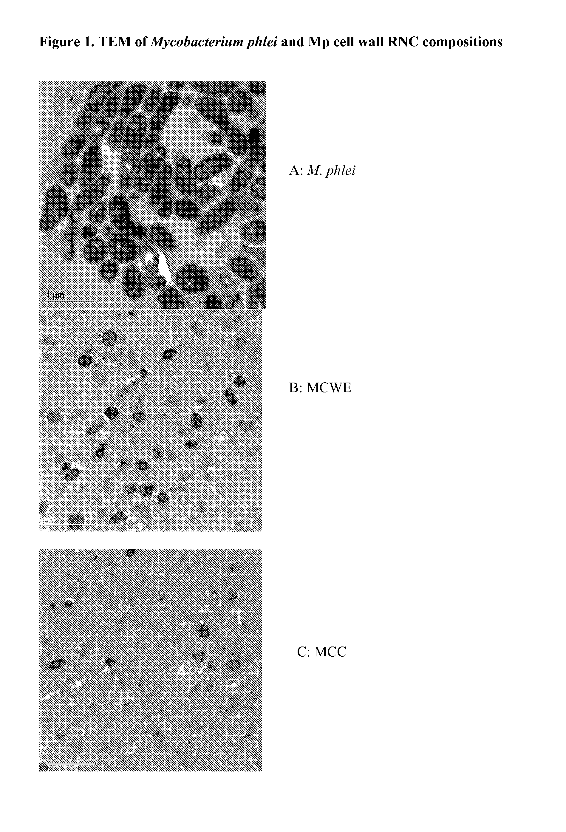 Bacterial ribonucleic acid cell wall compositions and methods of making and using them