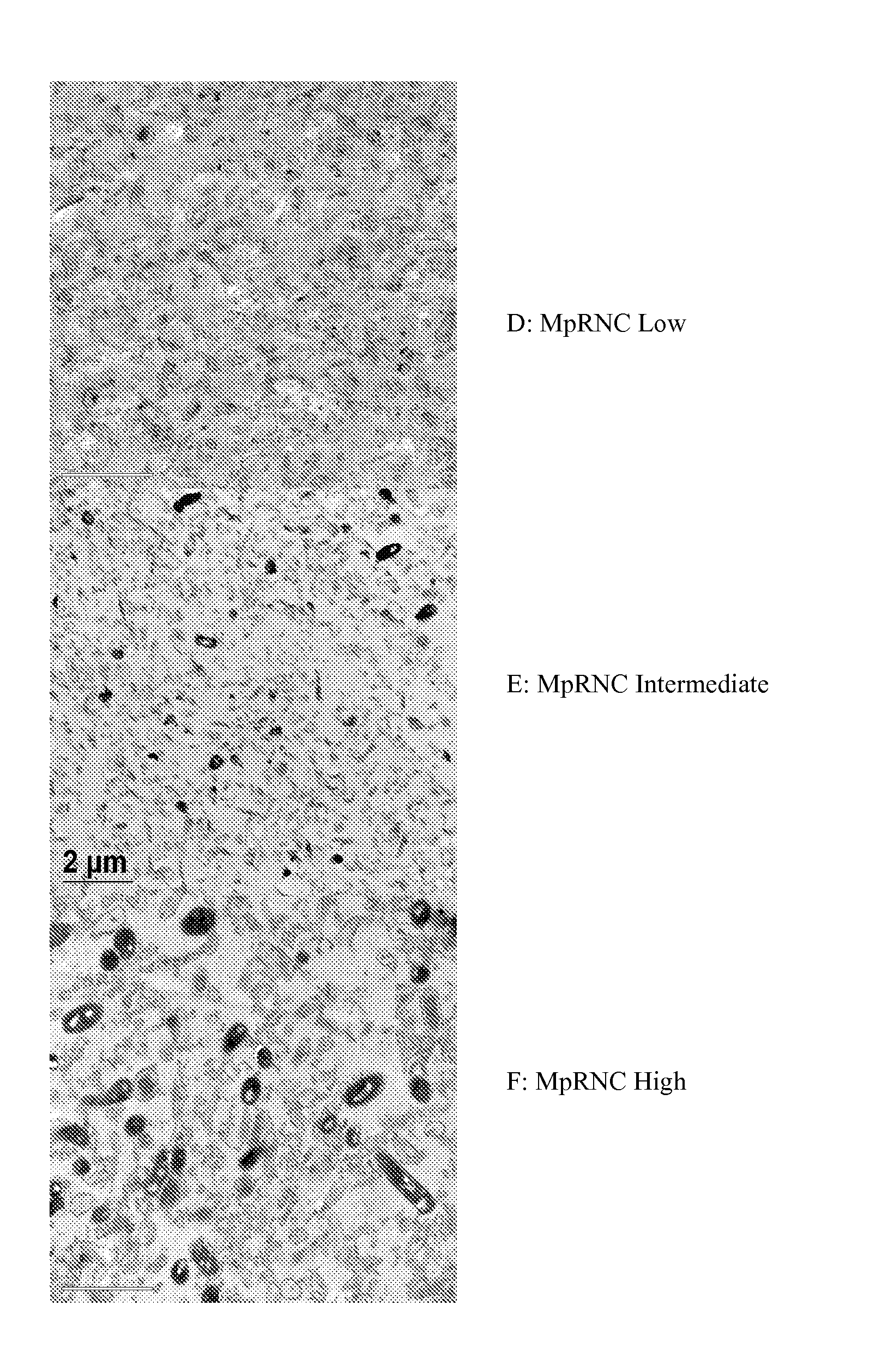 Bacterial ribonucleic acid cell wall compositions and methods of making and using them