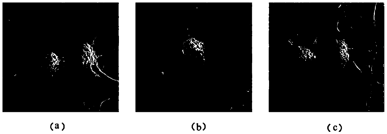 Application of Vietnamese ginsenoside r4 in the preparation of drugs for treating neurodegenerative diseases