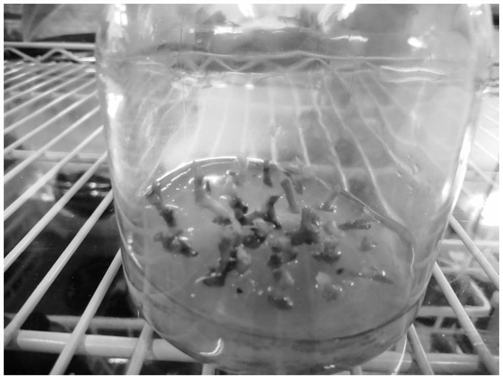 Inoculation method for shortening rapid propagation growth cycle of phalaenopsis