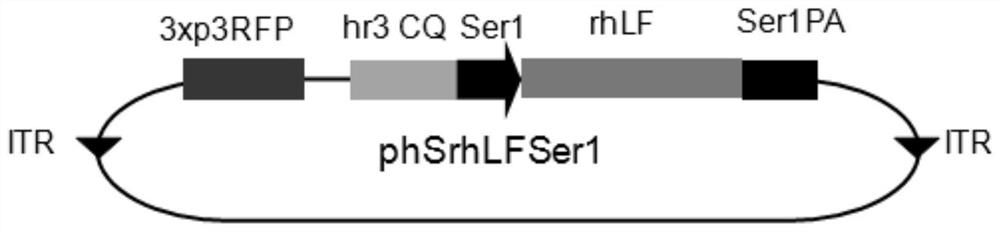 Modified human lactoferrin gene suitable for expression in silk gland of silkworm and its expression system and application