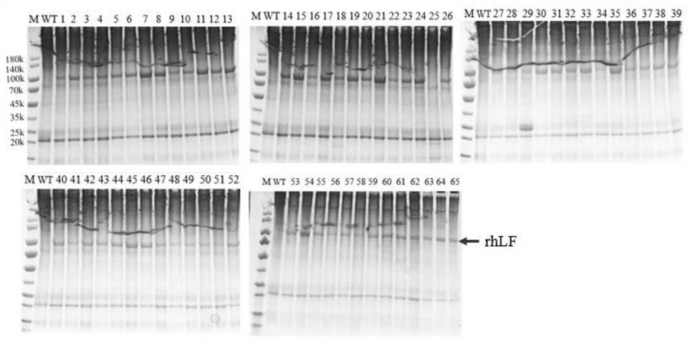 Modified human lactoferrin gene suitable for expression in silk gland of silkworm and its expression system and application