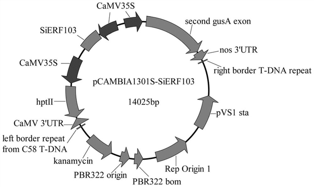 Application of sesamum indicum SiERF103 gene in enhancing plant resistance