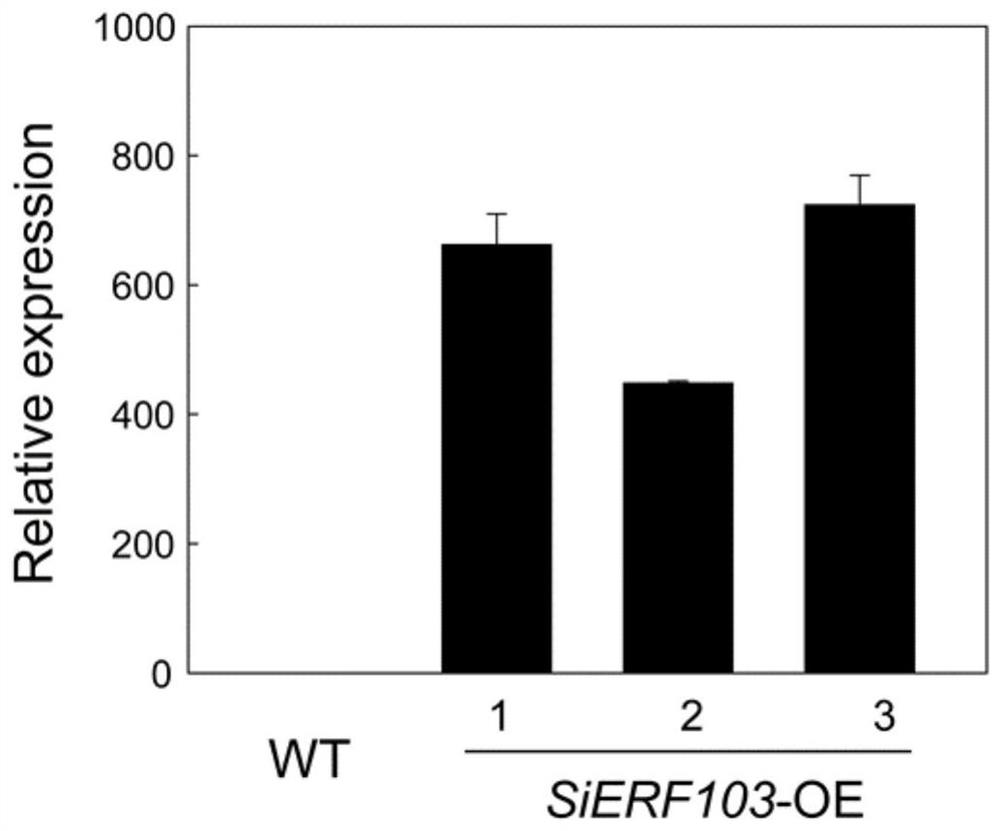 Application of sesamum indicum SiERF103 gene in enhancing plant resistance