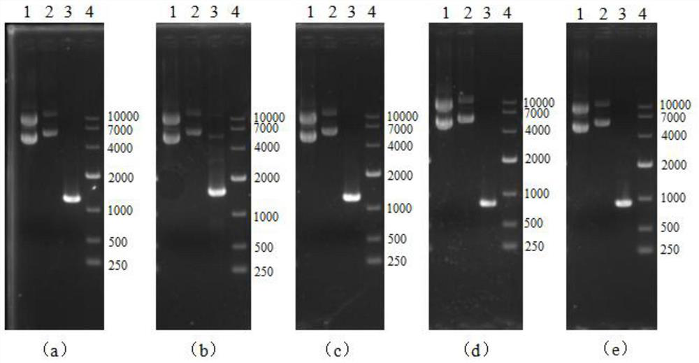 A high-yielding ethyl butyrate-producing Saccharomyces cerevisiae strain and its construction method and use
