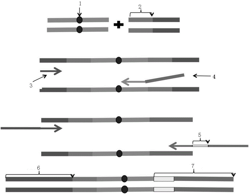 Construction method of ctDNA ultra-low-frequency mutation detection library, kit and analysis method of library detection data