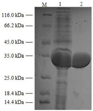 Method for co-production of 5-keto-D-gluconic acid and ethyl (S)-4-chloro-3-hydroxybutyrate