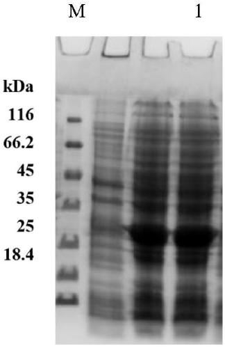 Method for co-production of 5-keto-D-gluconic acid and ethyl (S)-4-chloro-3-hydroxybutyrate