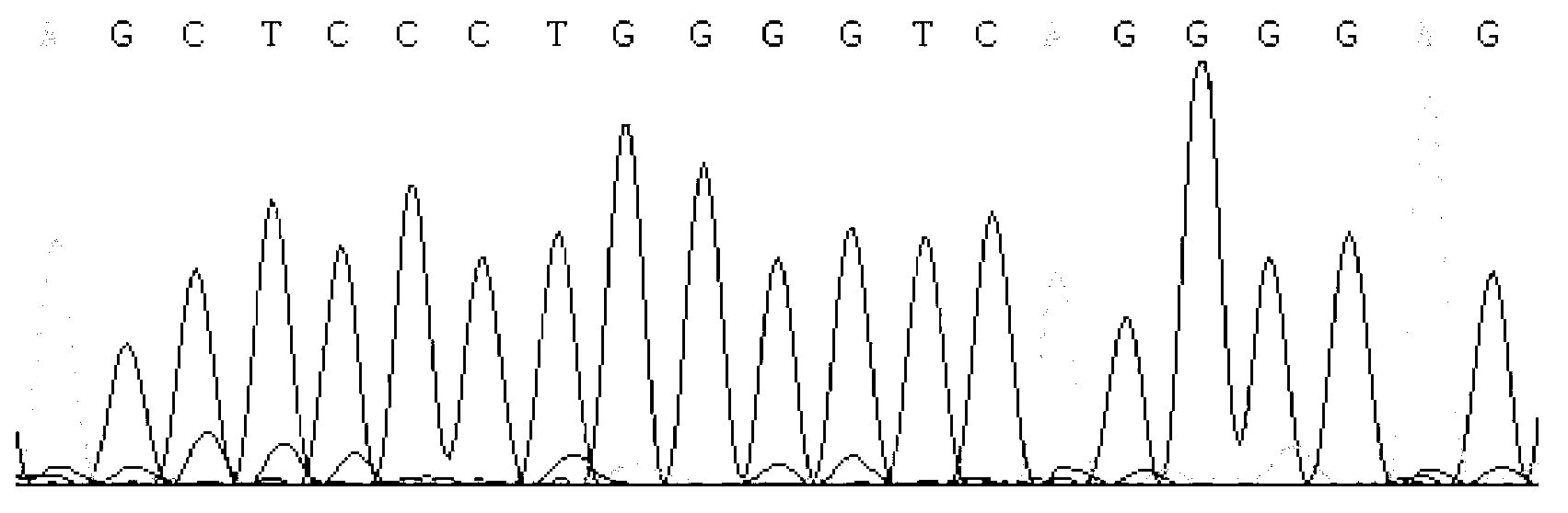 Detecting method and kit of cattle IGF2 (Insulin-like Growth Factor 2) gene mononucleotide polymorphism